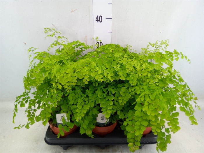 <h4>Adiantum raddi. 'Fragrans'</h4>