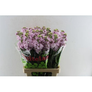 Matth Iron Light Pink