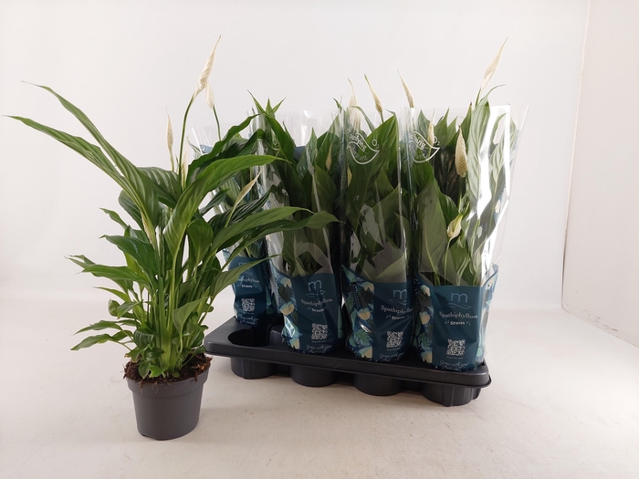 <h4>SPATH STRAUSS</h4>