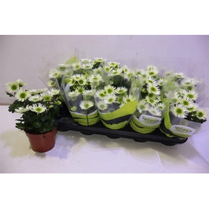 arr8 Chrys Splash Meadow