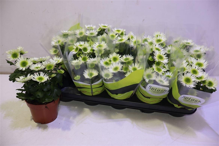 <h4>arr8 Chrys Splash Meadow</h4>