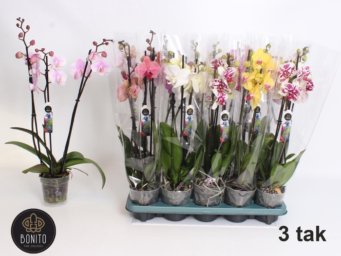 <h4>PHAL GEM 5 KL</h4>