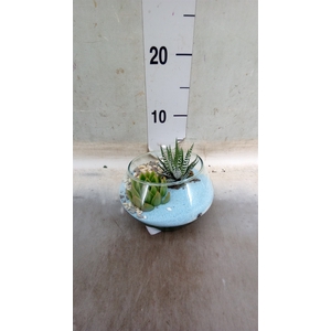 Arr.  Succulents L%