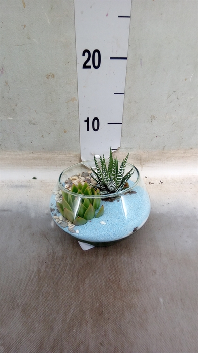 <h4>Arr.  Succulents L%</h4>