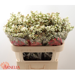 Chamelaucium Dawn Pearl