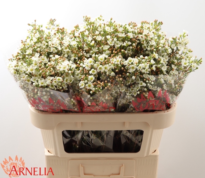<h4>Chamelaucium Dawn Pearl</h4>