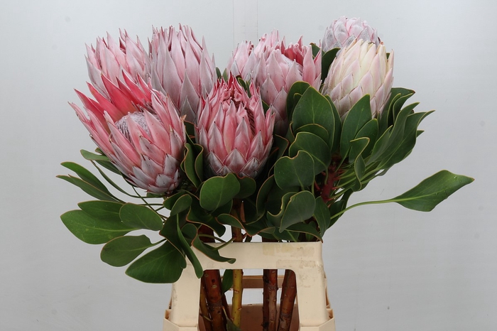 <h4>Protea Cynaroides</h4>