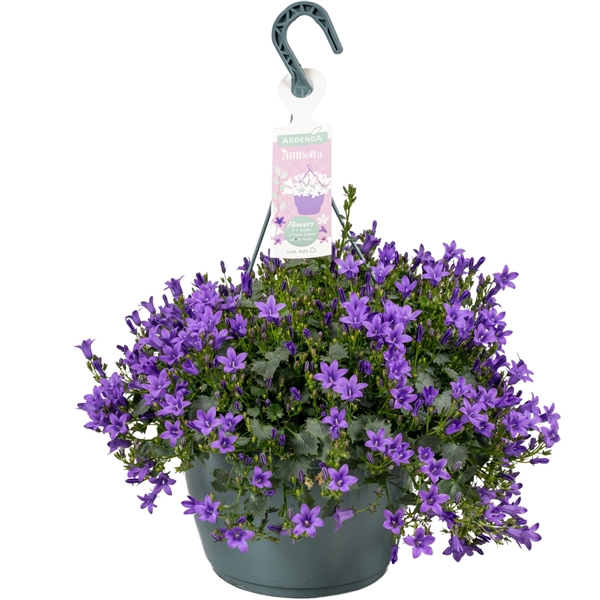 <h4>Campanula Ambella® Purple in hangpot</h4>