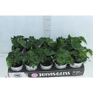 PHILODENDRON ATOM P12