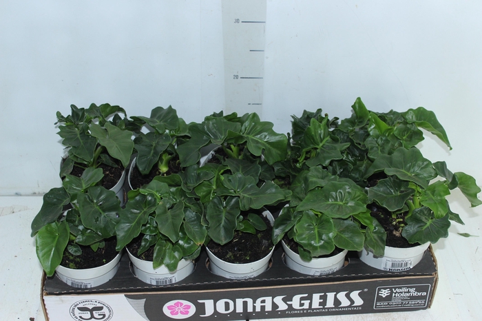 <h4>PHILODENDRON ATOM P12</h4>