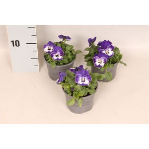 (X) Viola cornuta F1 Delft Blue