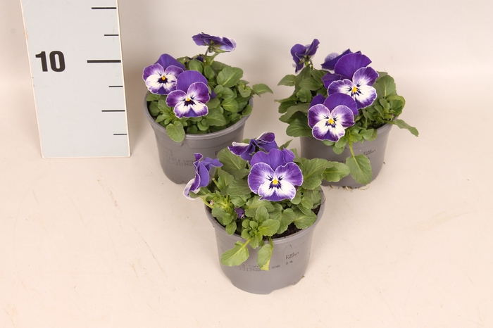 (X) Viola cornuta F1 Delft Blue