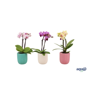 Mila Mix Tiny Dolls Mix 2T10+ Aqu@