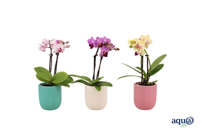 <h4>Mila Mix Tiny Dolls Mix 2T10+ Aqu@</h4>