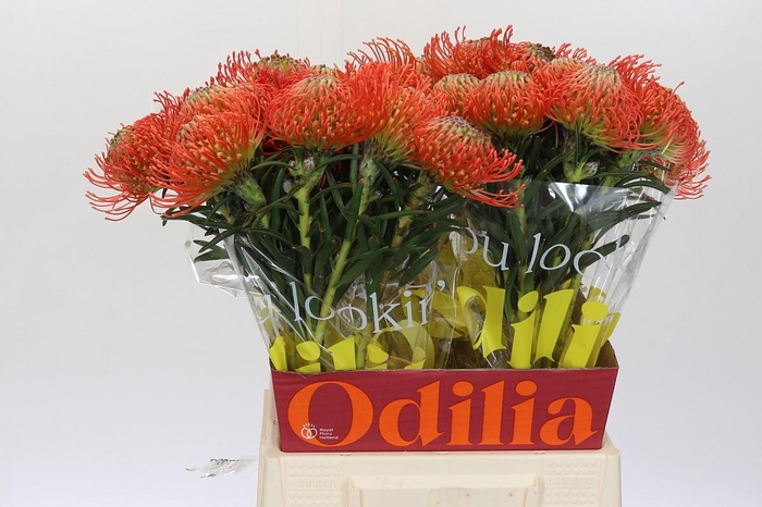 <h4>Nutans Succession</h4>