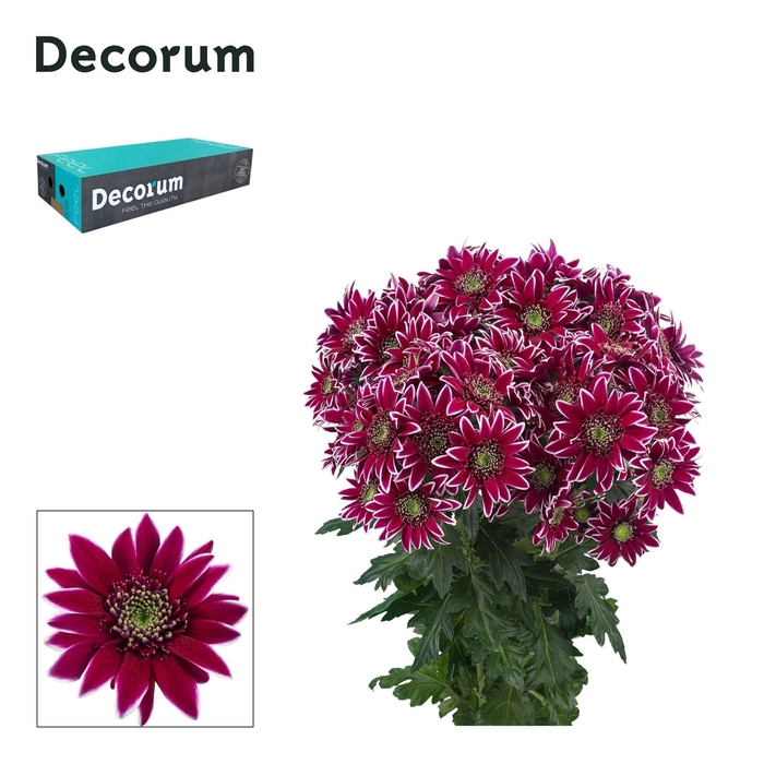<h4>Chr T Bolte Decorum</h4>