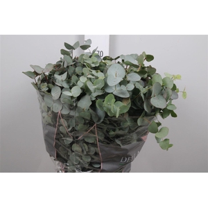Euc Cinerea Per Bunch 200 Gram