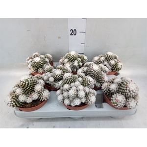 Mammillaria gracilis