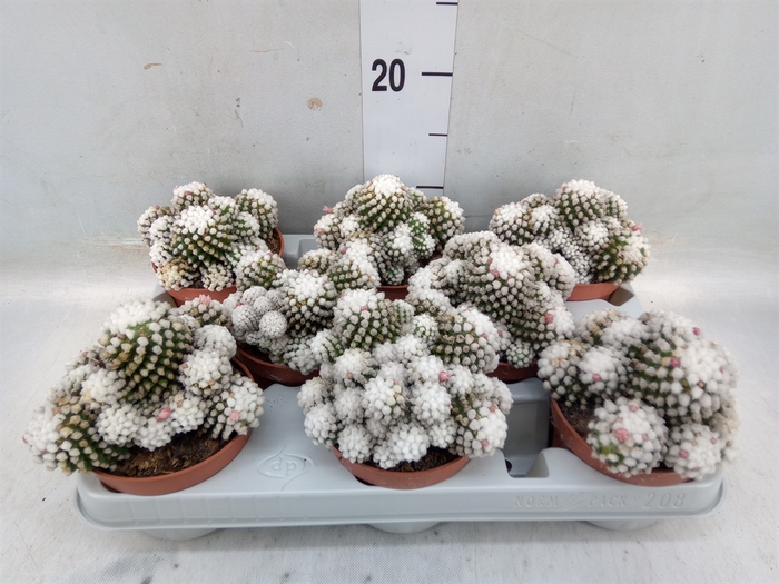 <h4>Mammillaria gracilis</h4>