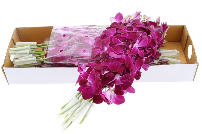 <h4>Dendro Red Bull X40</h4>