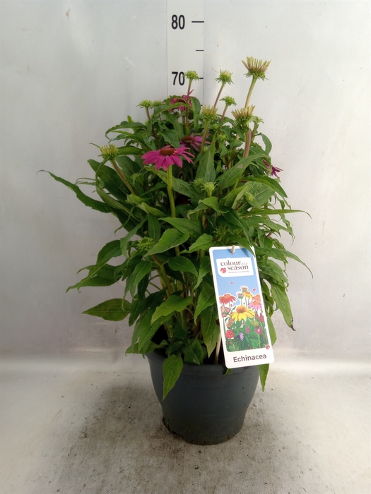 <h4>Echinacea purp. 'Powwow Wild Berry'</h4>