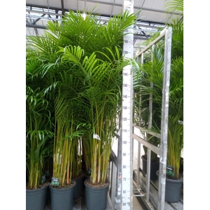 Dypsis lutescens   ...Chrysalidoca