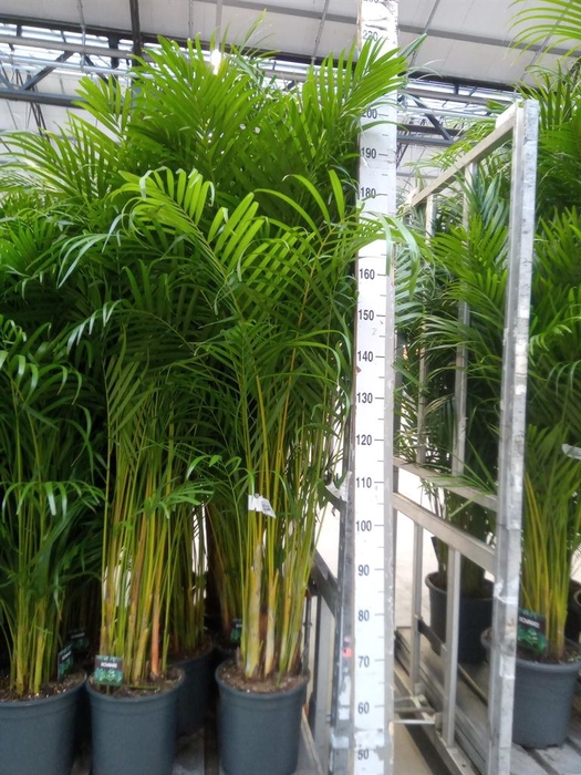 <h4>Dypsis lutescens ...Chrysalidoca</h4>