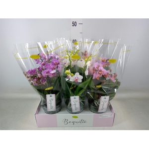 Phalaenopsis multi.   ...mix  3