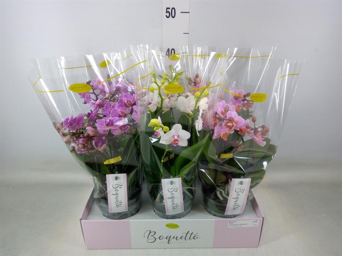 <h4>Phalaenopsis multi.   ...mix  3</h4>