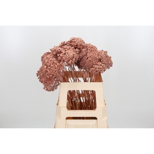 Ammi Zaad Kl Bh Koper