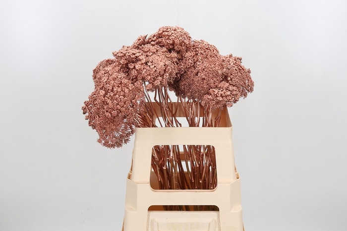 <h4>Ammi Zaad Kl Bh Koper</h4>