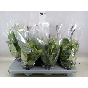 Scindapsus pictus 'Silvery Ann'