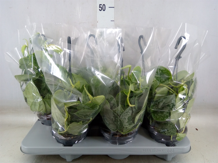 <h4>Scindapsus pictus 'Silvery Ann'</h4>