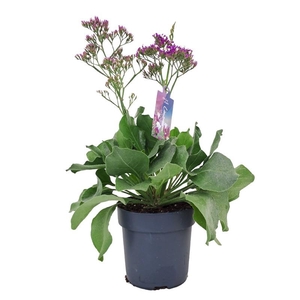 Limonium Salt Lake