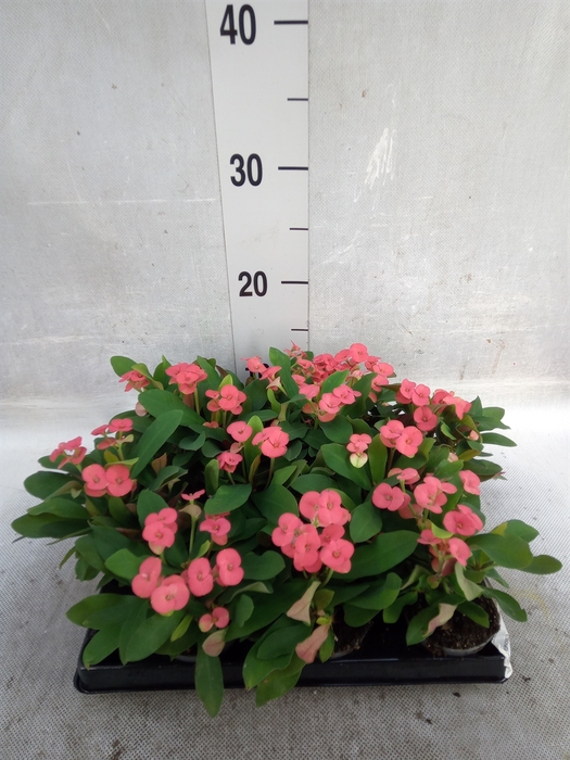 <h4>Euphorbia milii   ...</h4>