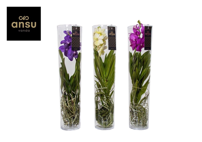 <h4>Vanda hybriden</h4>