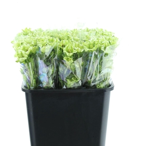 Campanula Evergreen ( Bunch X5 )