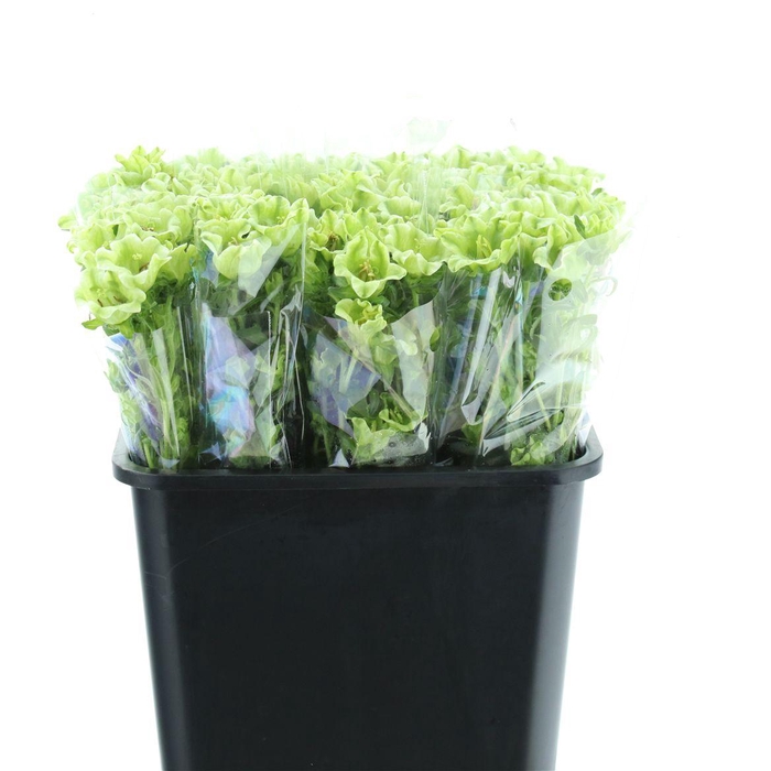 <h4>Campanula Evergreen</h4>