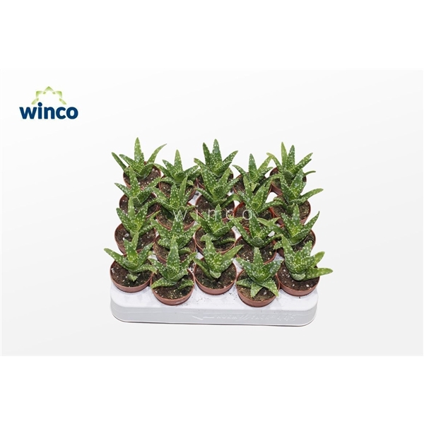 <h4>Aloe Contina</h4>