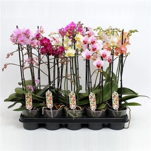 Phal. Multiflora 2-tak mix 