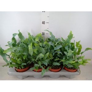 Phlebodium aureum 'Blue Star'