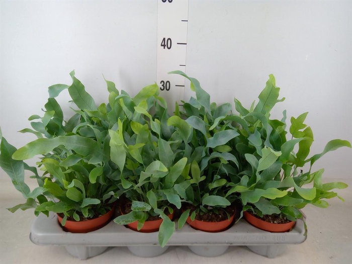 <h4>Phlebodium aureum 'Blue Star'</h4>