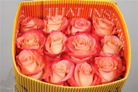 <h4>R Gr Cabaret Ec</h4>