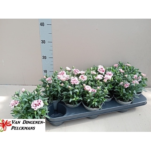 DIAN OSC PINK STAR