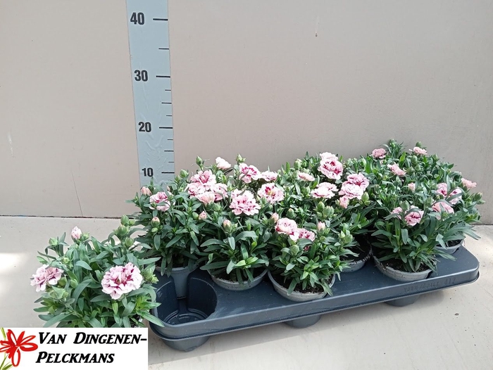 <h4>DIAN OSC PINK STAR</h4>