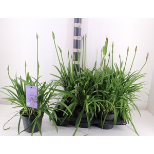 AGAPA SUMM LOVE BLUE