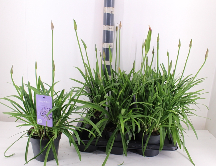 <h4>AGAPA SUMM LOVE BLUE</h4>