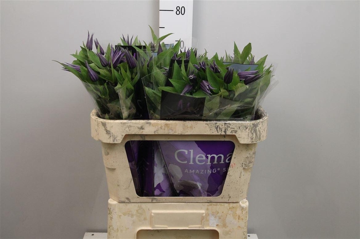 <h4>Clem Amazing Oslo</h4>