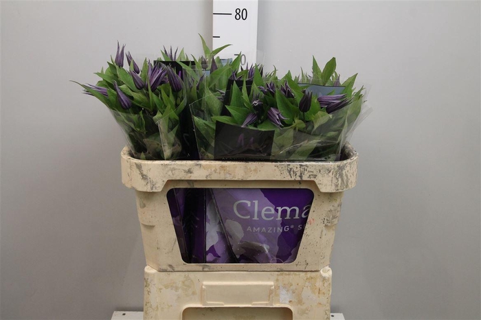 <h4>Clem Amazing Oslo</h4>