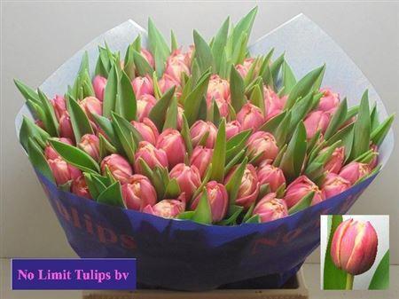 <h4>Tu Du Columbus</h4>